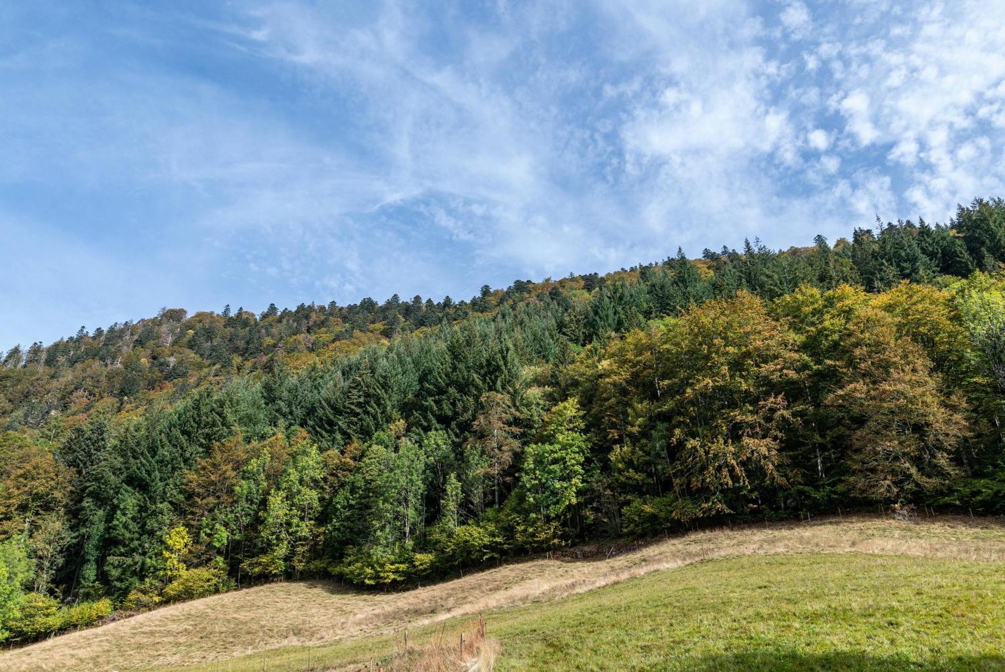 Gasthaus Zur Linde- Napf Oberried  Zewnętrze zdjęcie